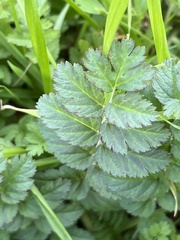Erodium