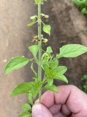 Ocimum