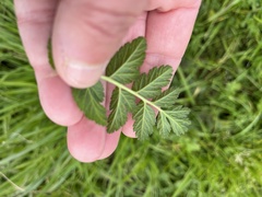 Erodium