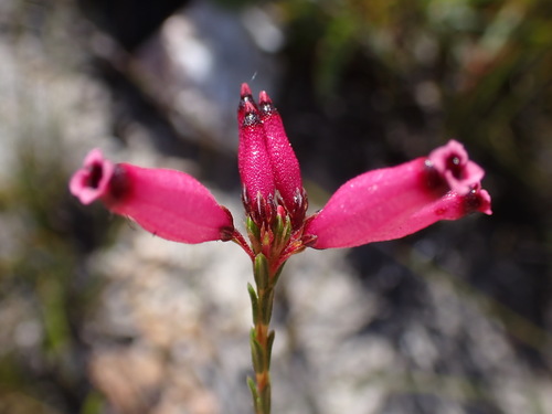 Image of Erica curvifolia by (c) Ren Hoekstra, some rights reserved (CC BY)