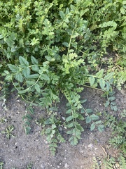 Erodium