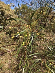 Acacia gillii