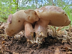 Tylopilus ferrugineus