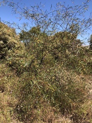Acacia gillii