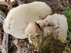 Tylopilus ferrugineus