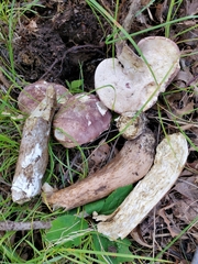 Tylopilus ferrugineus