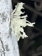 Ramalina canariensis