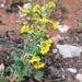 Goodenia heterochila - Photo (c) Richard Boon, alguns direitos reservados (CC BY-NC), uploaded by Richard Boon