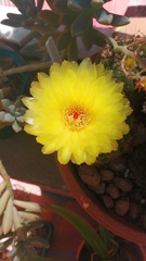 Parodia ottonis