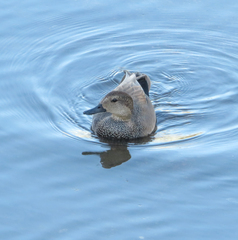 Mareca strepera strepera