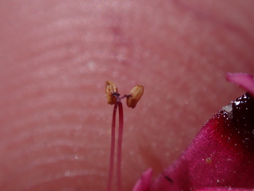 Image of Curveleaf Heaths (Erica curvifolia) by (c) Ren Hoekstra, some rights reserved (CC BY)