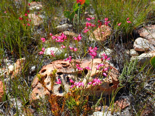 Image of Curveleaf Heaths (Erica curvifolia) by (c) Ren Hoekstra, some rights reserved (CC BY)