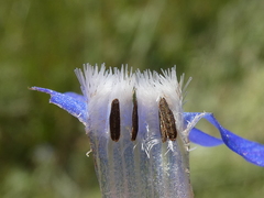 Anchusa