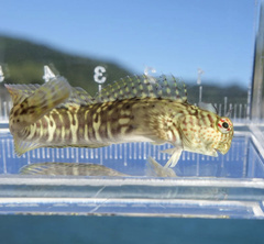 Istiblennius dussumieri