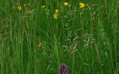 Bromus hordeaceus hordeaceus