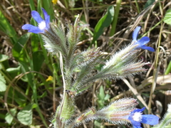 Anchusa
