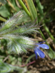 Anchusa