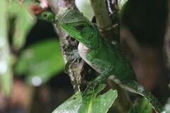 Enyalioides laticeps