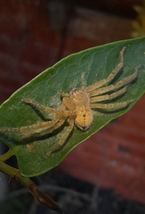 Polybetes rapidus