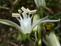 Ornithogalum narbonense