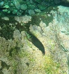 Ophioblennius atlanticus