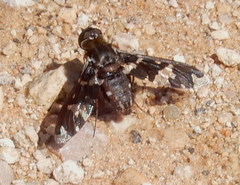 Exoprosopa dorcadion