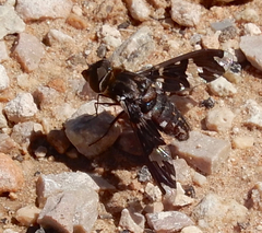 Exoprosopa dorcadion