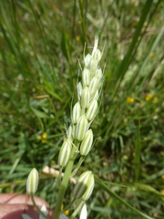 Ornithogalum narbonense