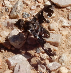 Exoprosopa dorcadion