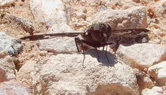 Exoprosopa dorcadion