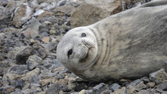 Leptonychotes weddellii