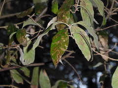 Ectoedemia heringella