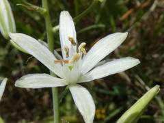 Ornithogalum narbonense