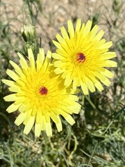 Malacothrix glabrata