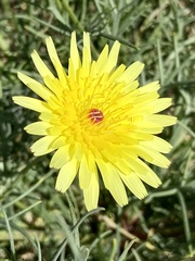 Malacothrix glabrata