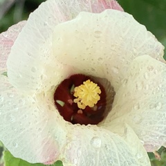 Pavonia senegalensis