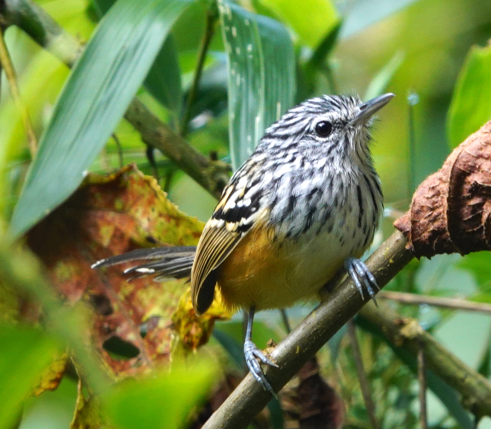 Streak-headed Antbird (Drymophila striaticeps), photo 6