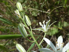 Ornithogalum narbonense