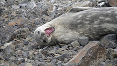 Leptonychotes weddellii