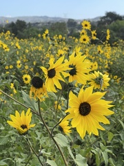 Helianthus petiolaris
