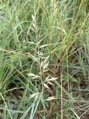Schmidtia