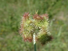 Scorpiurus muricatus