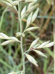 Schmidtia
