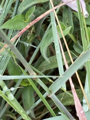 Schmidtia