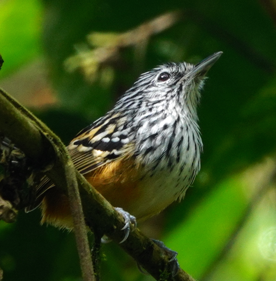 Streak-headed Antbird (Drymophila striaticeps), photo 7