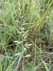 Schmidtia