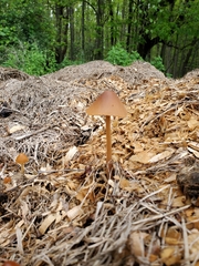 Conocybe tenera