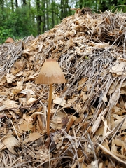 Conocybe tenera