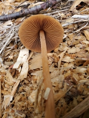 Conocybe tenera