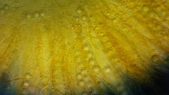 Lamprospora seaveri